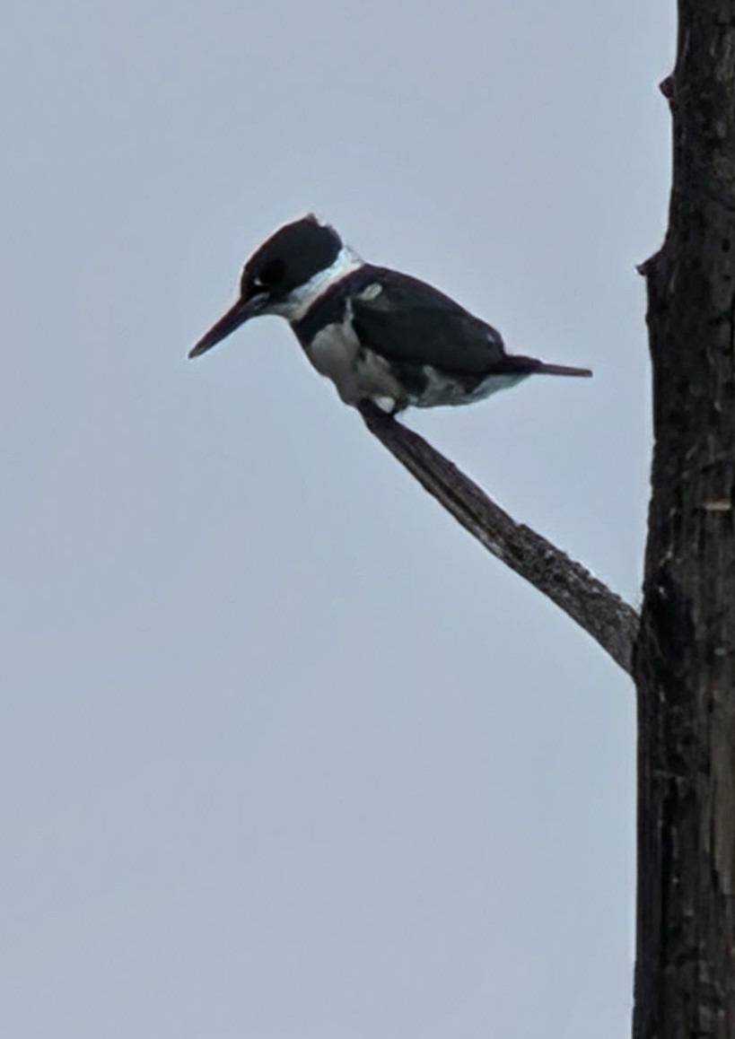 Belted Kingfisher - ML646365374