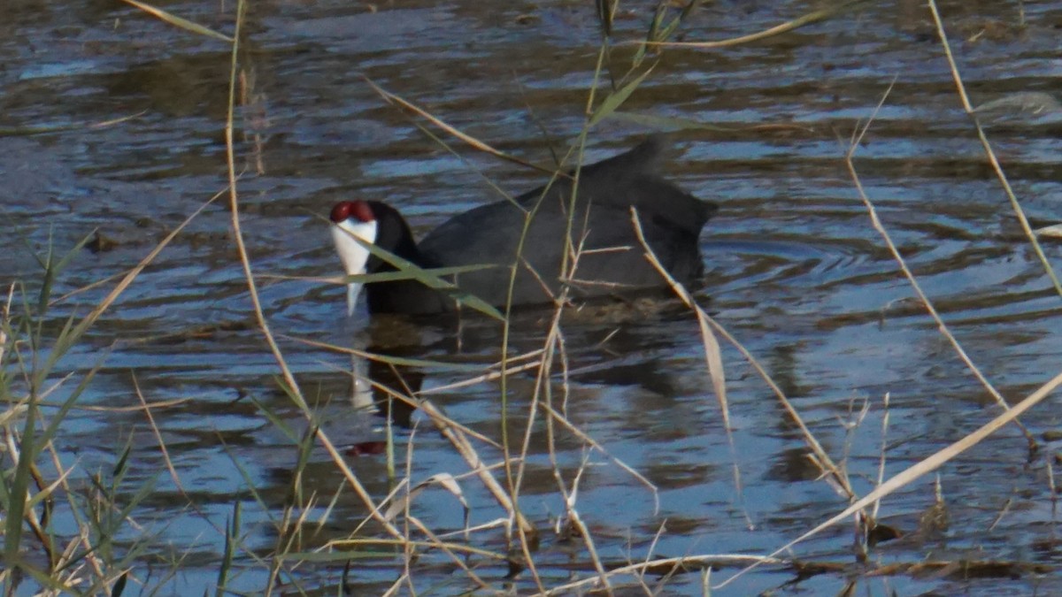 knoppsothøne - ML646365375