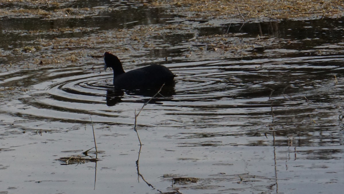 knoppsothøne - ML646365376