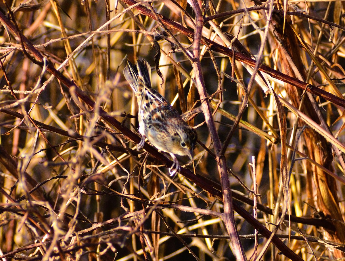 イナゴヒメドリ - ML646365377