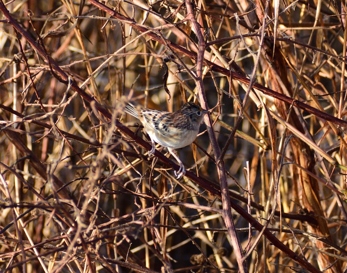 イナゴヒメドリ - ML646365378
