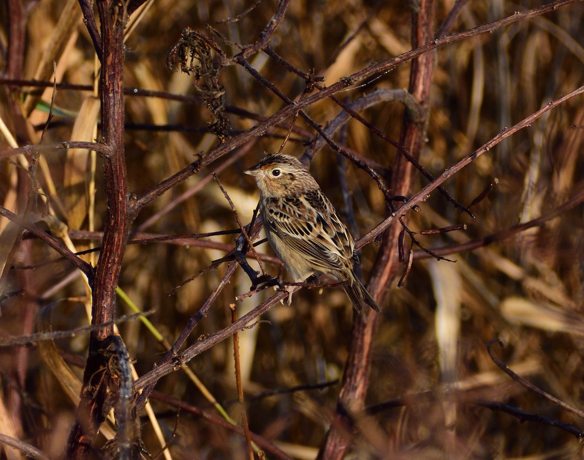 イナゴヒメドリ - ML646365379