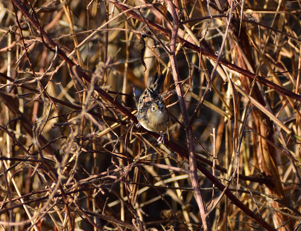 イナゴヒメドリ - ML646365380