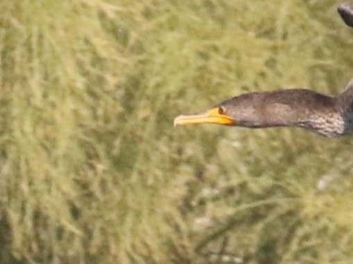 ミミヒメウ - ML646365383