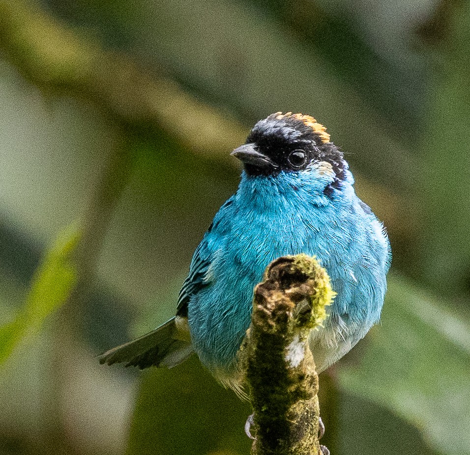 Golden-naped Tanager - ML646365386