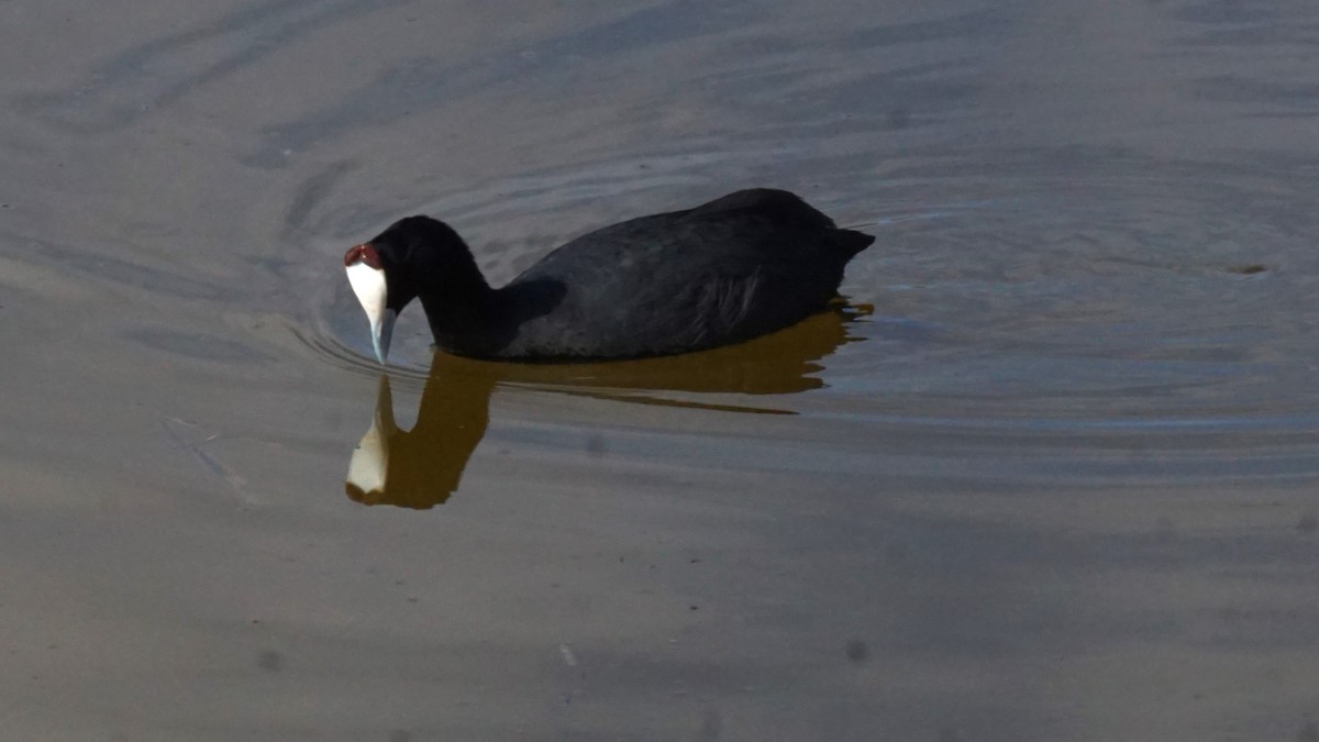 knoppsothøne - ML646365387