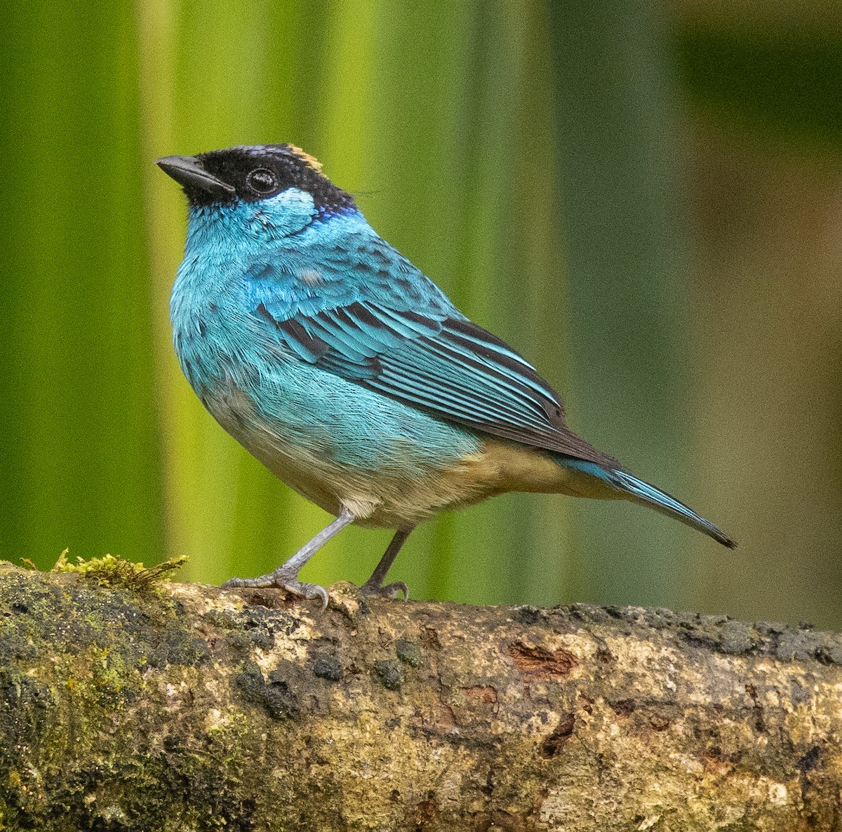 Golden-naped Tanager - ML646365388
