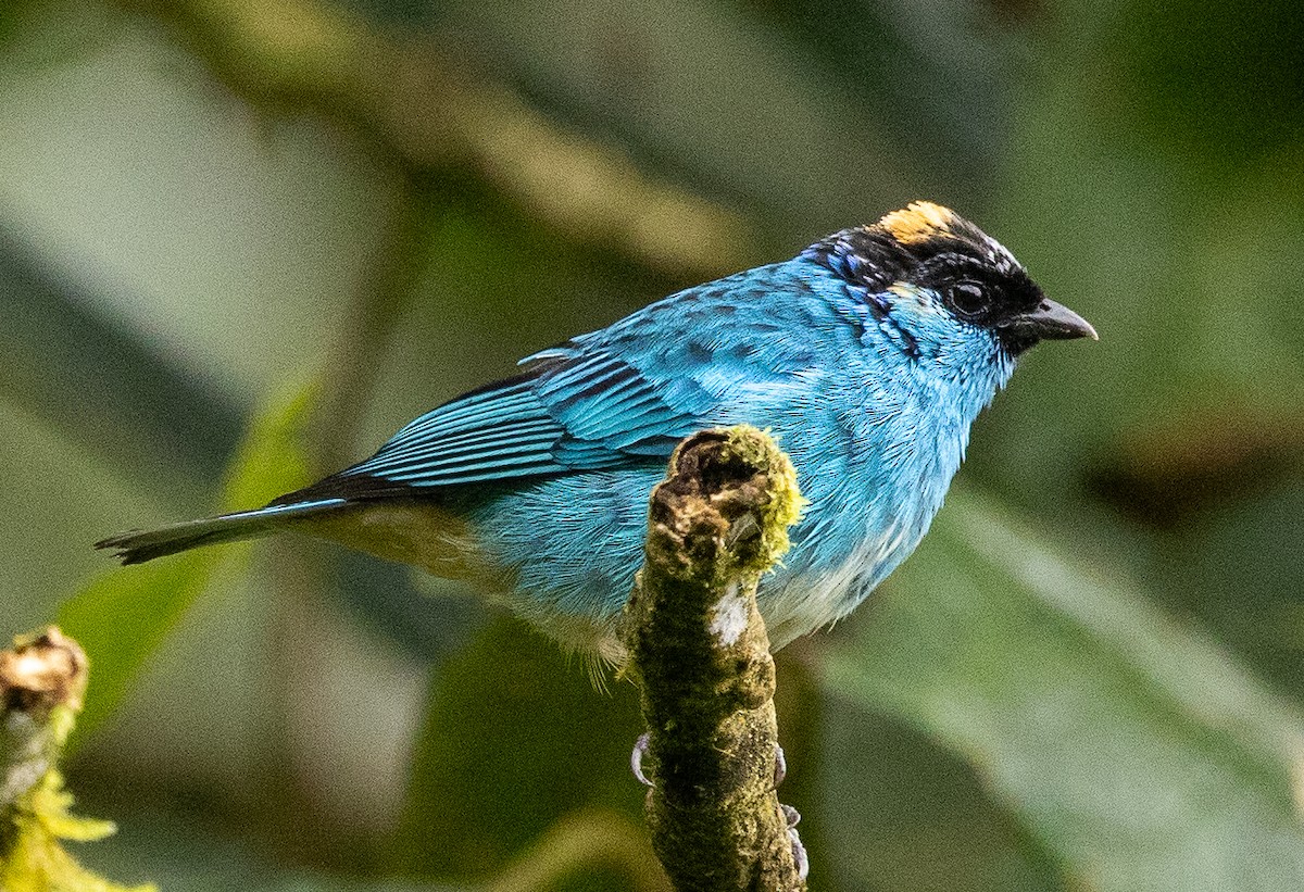 Golden-naped Tanager - ML646365390