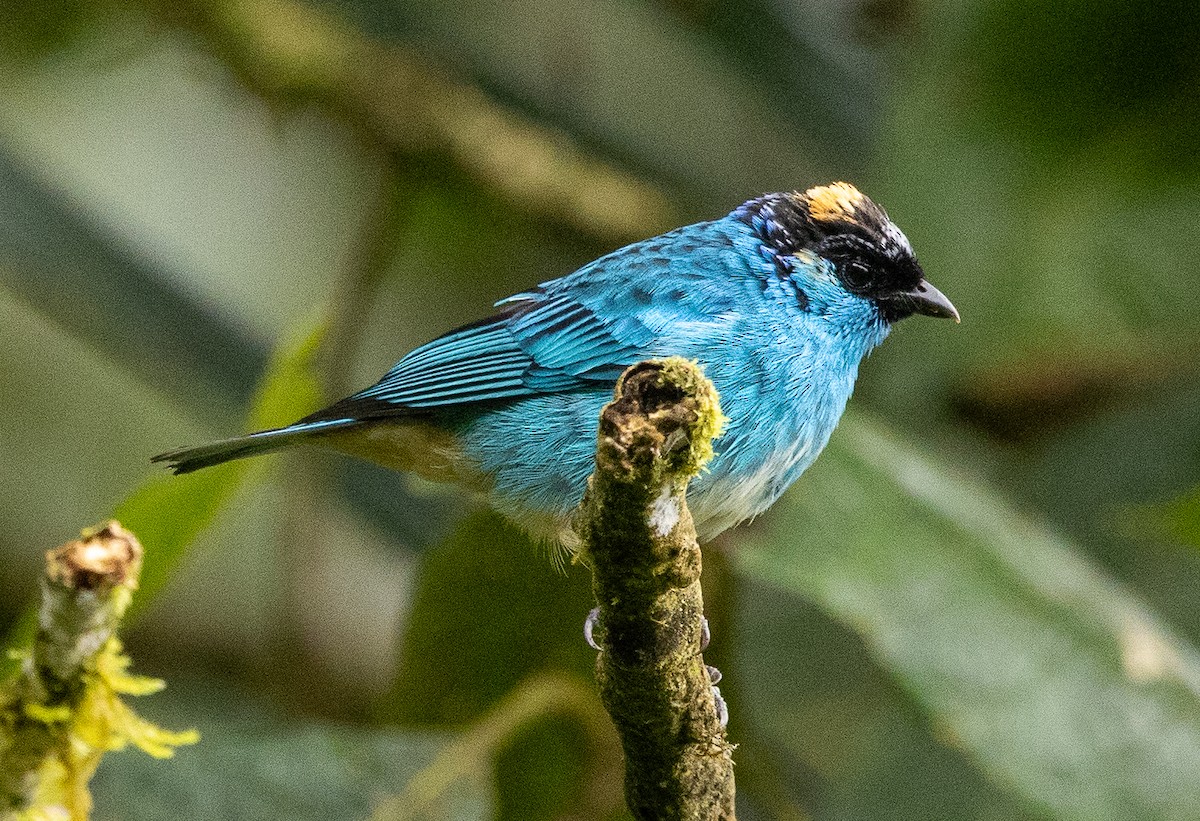 Golden-naped Tanager - ML646365391