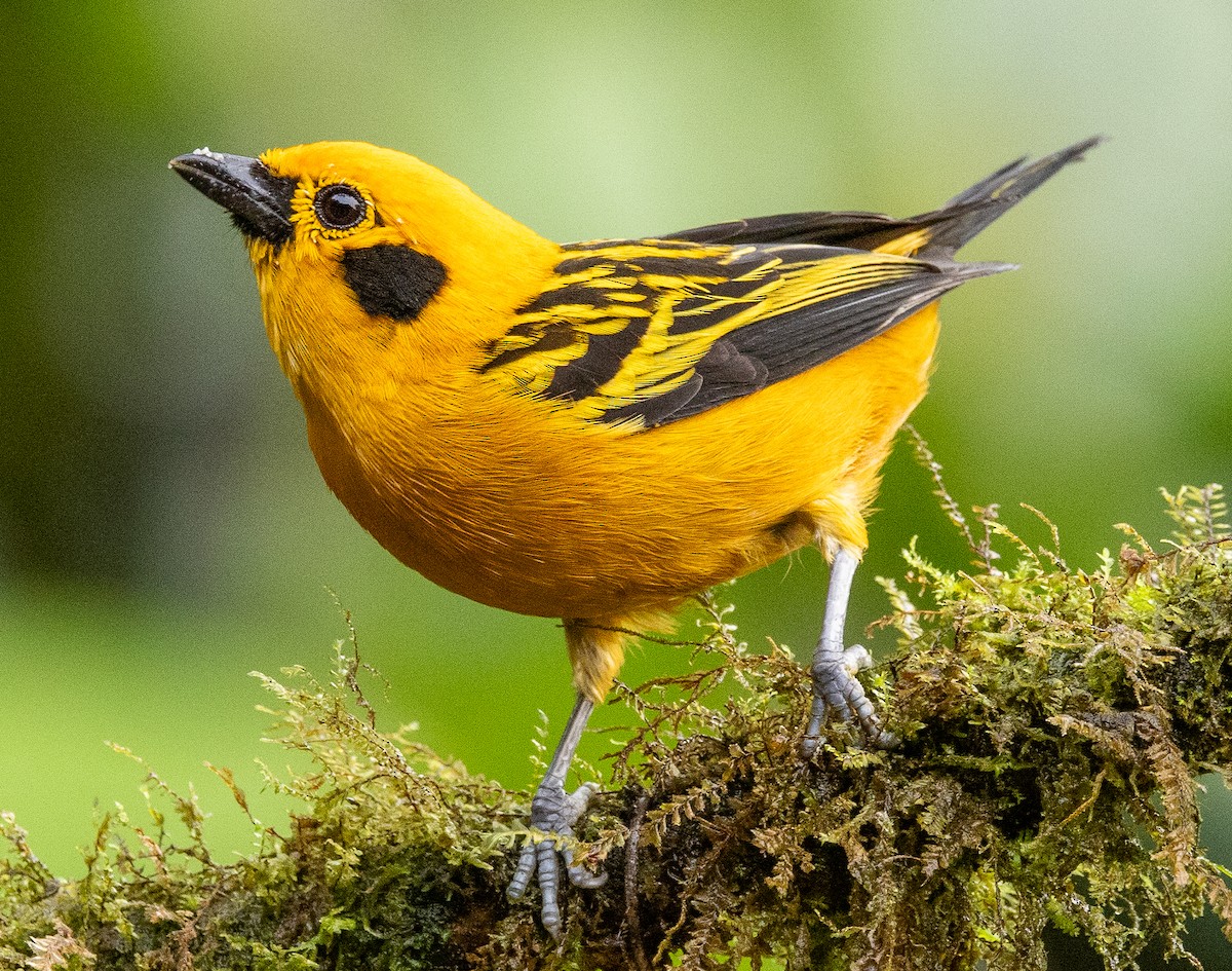 Golden Tanager - ML646365392