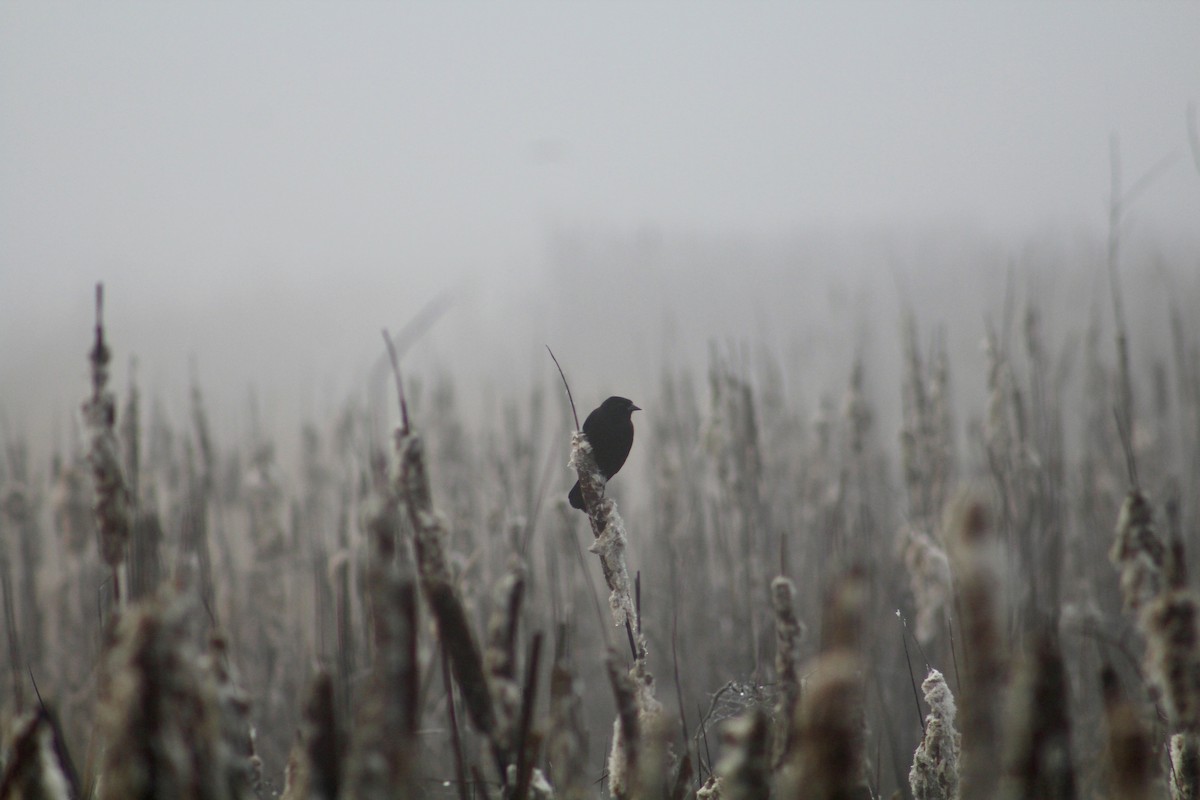 Red-winged Blackbird - ML646365393
