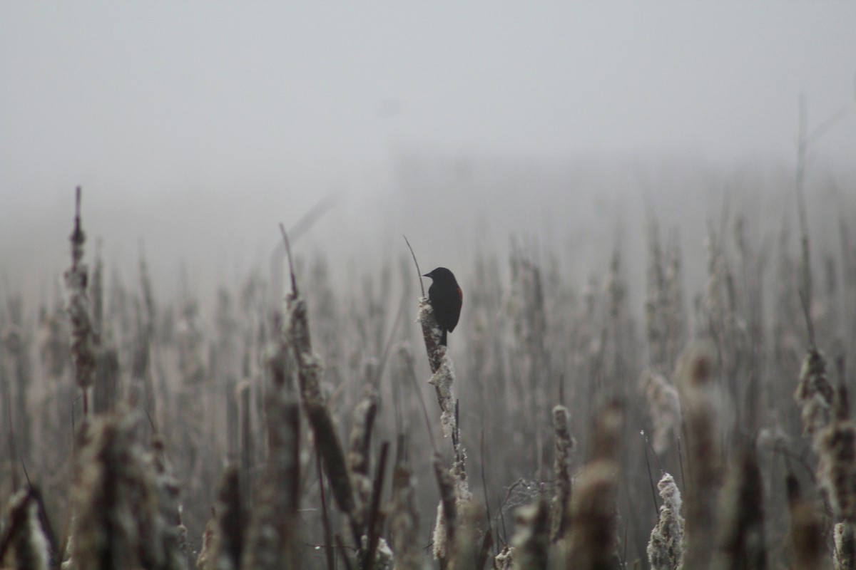 Red-winged Blackbird - ML646365394