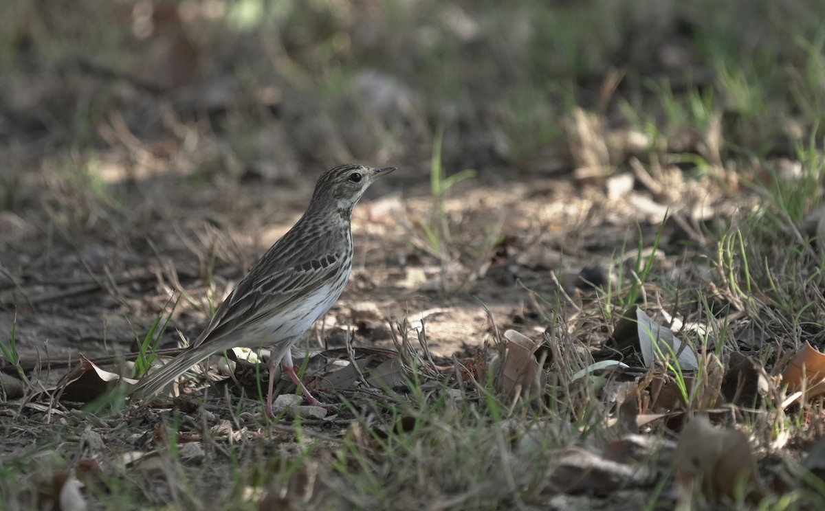 林鷚 - ML646365395