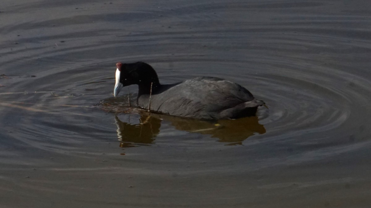 Red-knobbed Coot - ML646365398