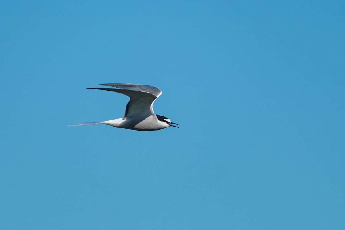 白腰燕鷗 - ML646365399