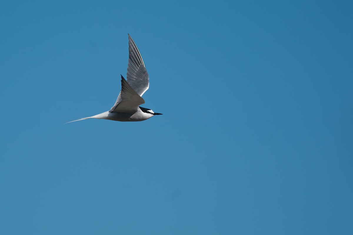 白腰燕鷗 - ML646365400