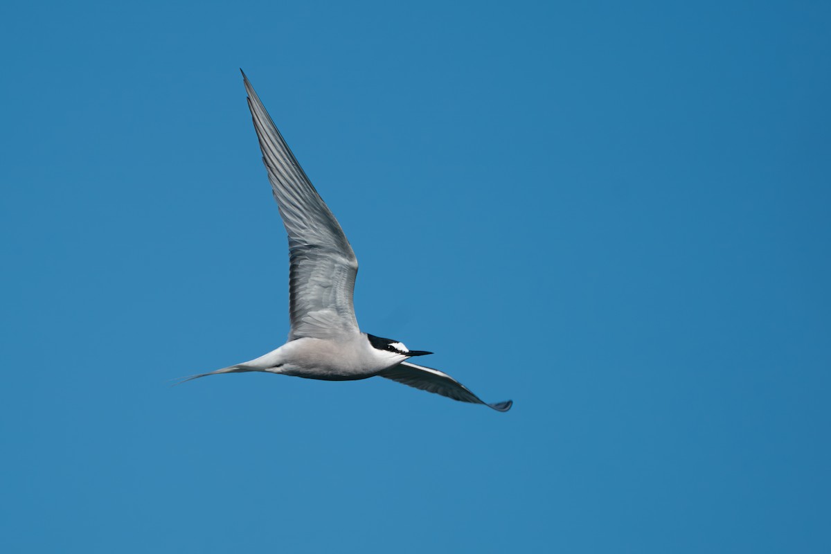 白腰燕鷗 - ML646365401