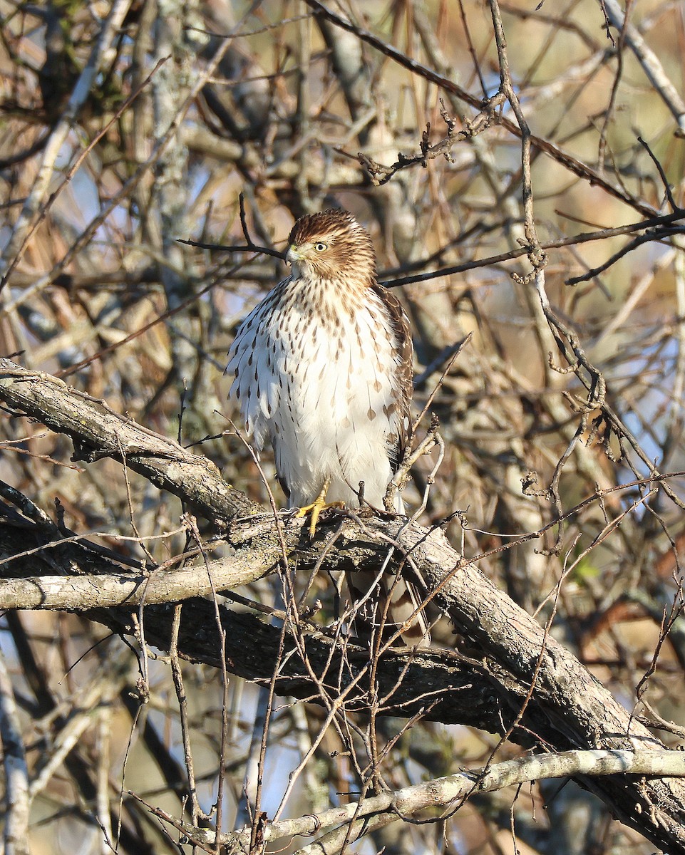 Cooper's Hawk - ML646365402