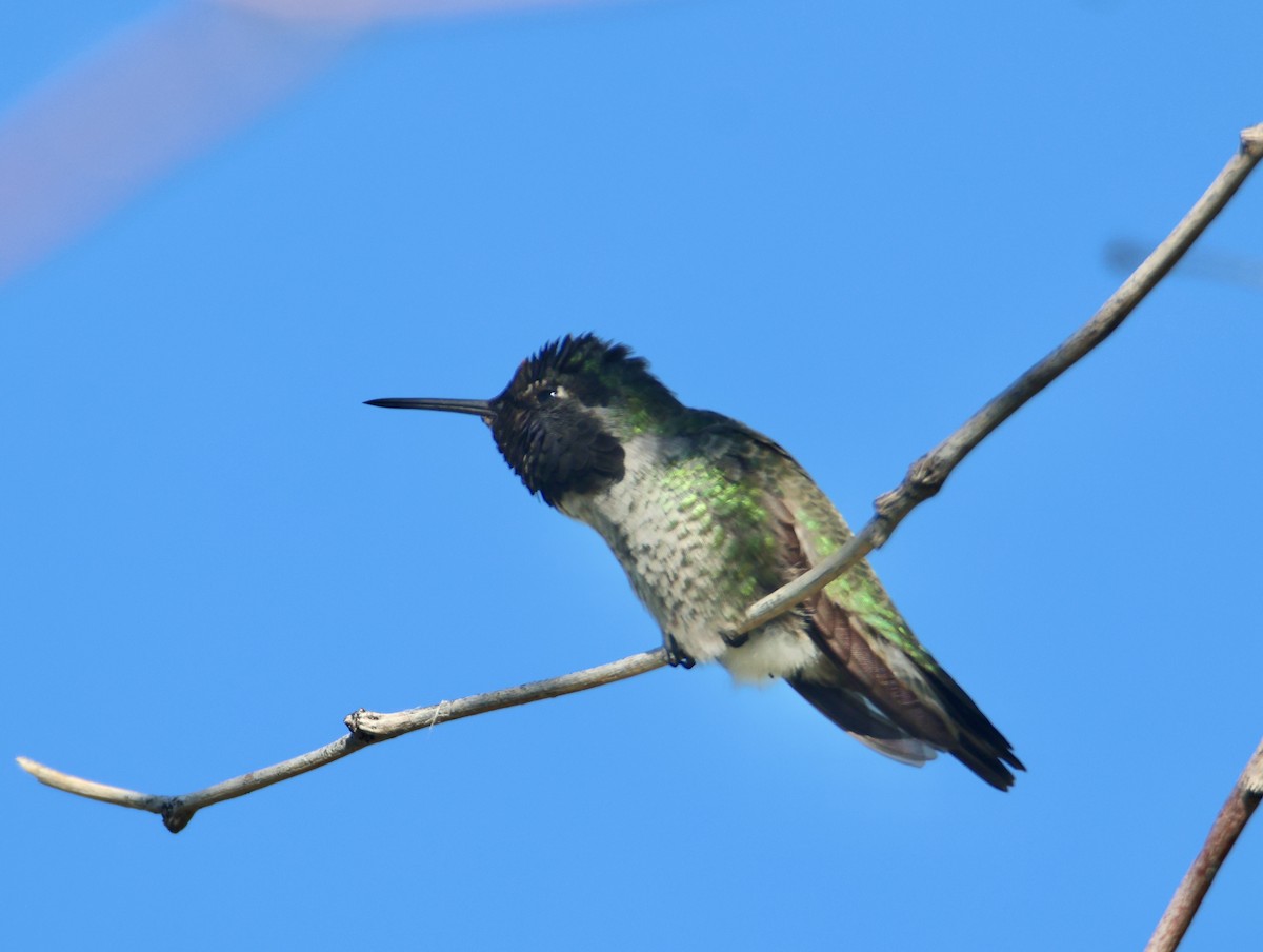 Anna's Hummingbird - ML646365403