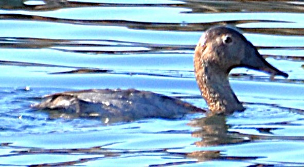 帆背潛鴨 - ML646365404