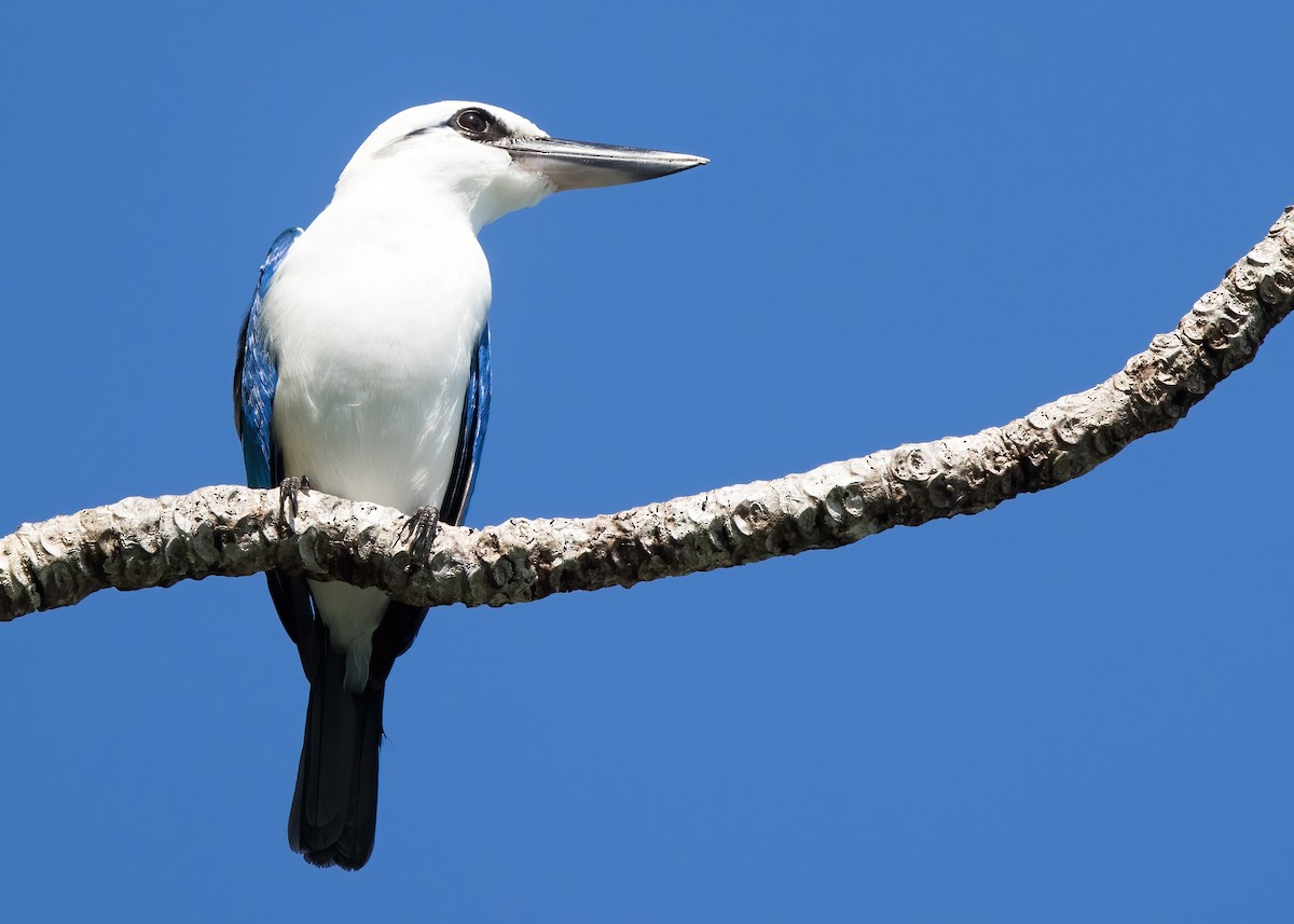 Kumsal Yalıçapkını - ML646365405