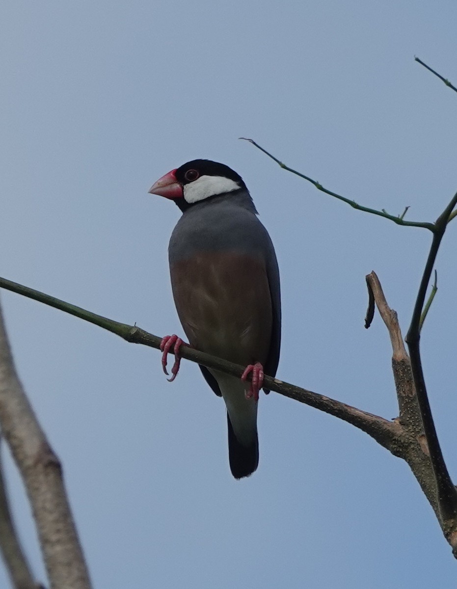 爪哇雀 - ML646365406