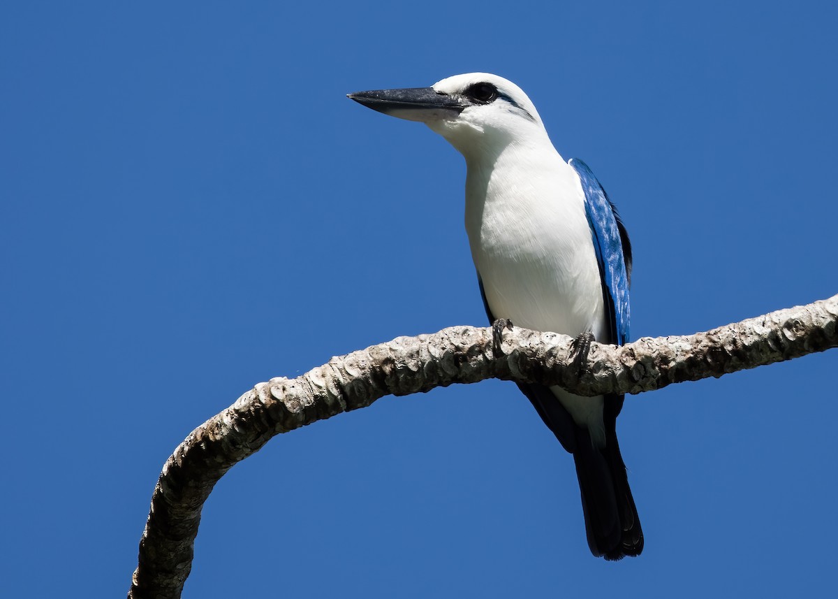 Kumsal Yalıçapkını - ML646365407