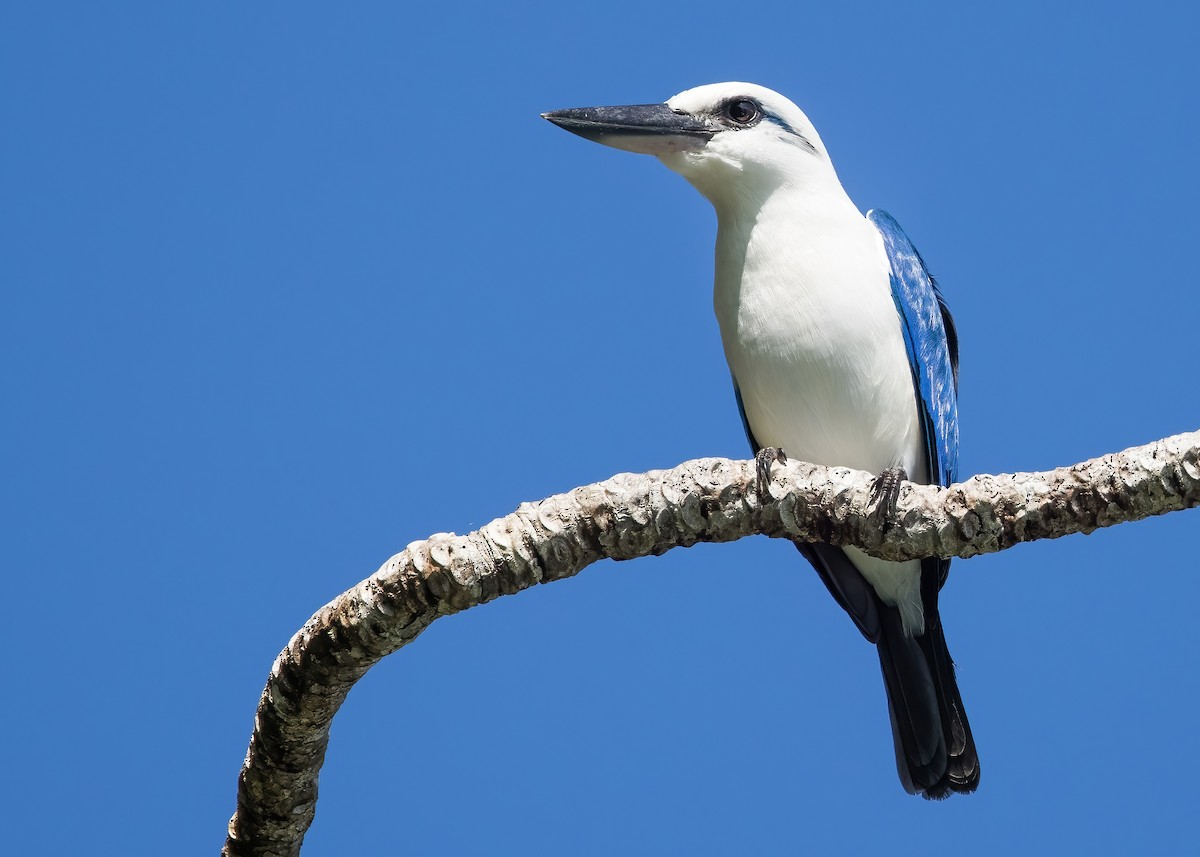 Kumsal Yalıçapkını - ML646365408