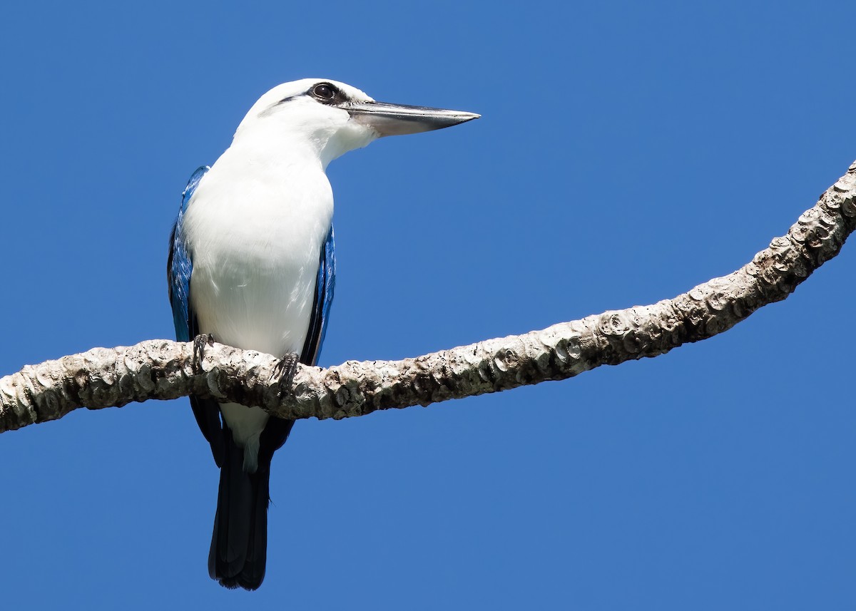 Kumsal Yalıçapkını - ML646365409