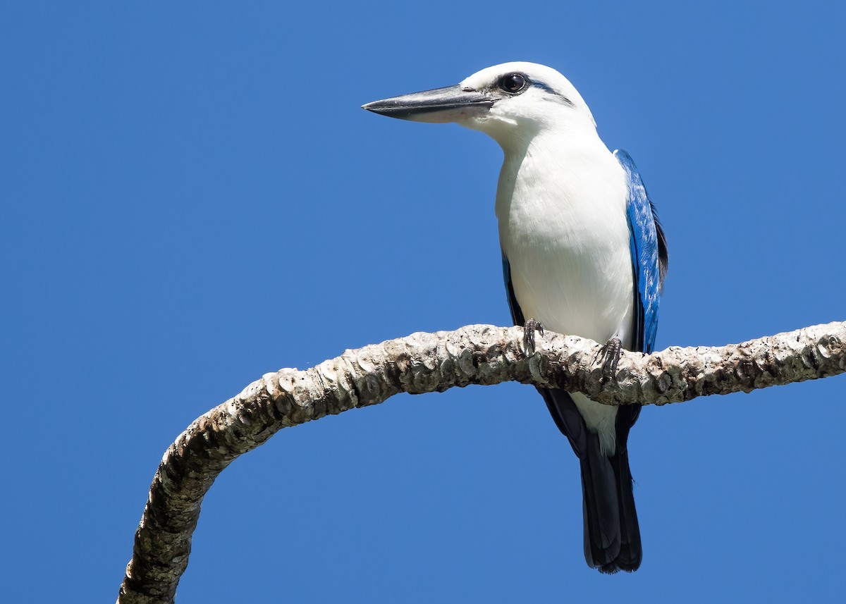 Beach Kingfisher - ML646365410