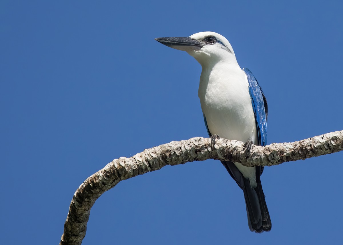 Kumsal Yalıçapkını - ML646365411