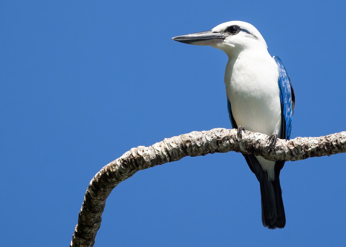 Kumsal Yalıçapkını - ML646365412