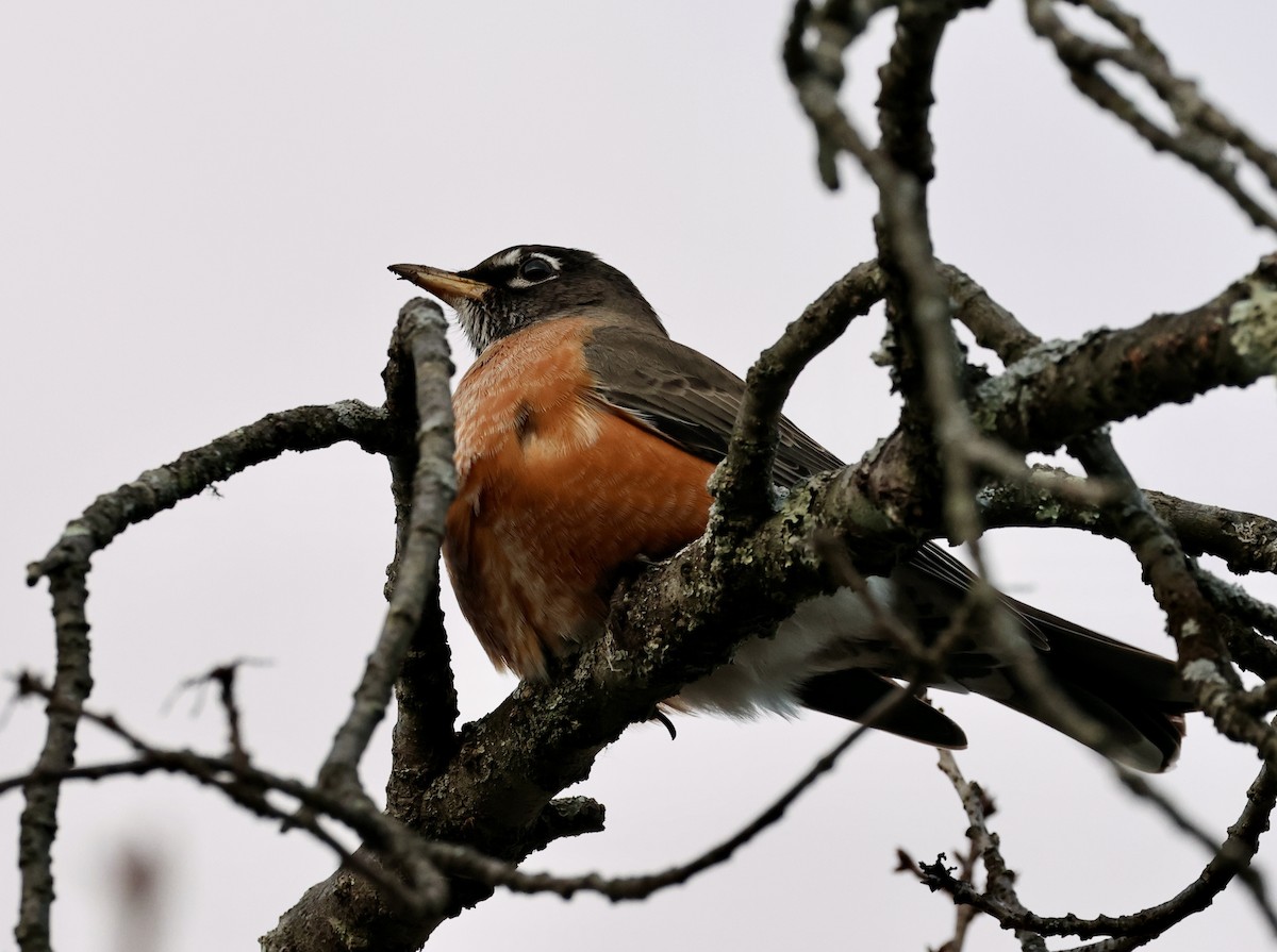 American Robin - ML646365413