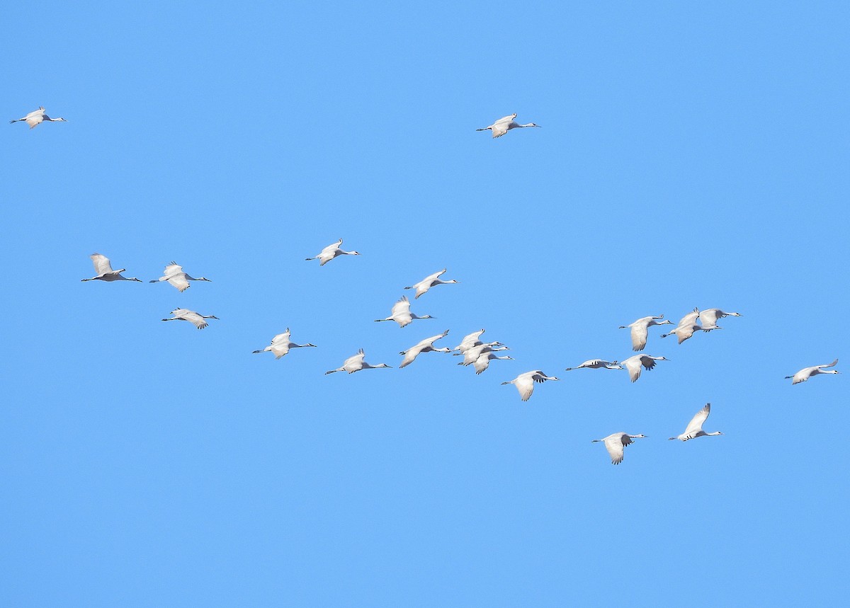 沙丘鶴 - ML646365414