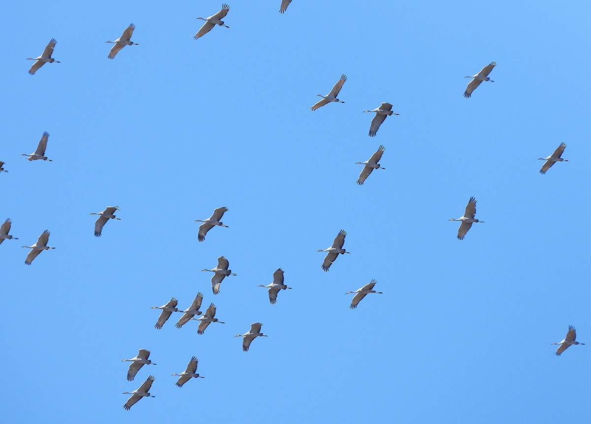 沙丘鶴 - ML646365415