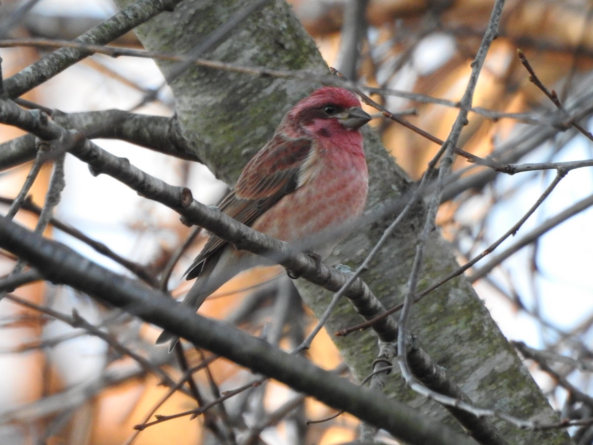 Purple Finch - ML646365416
