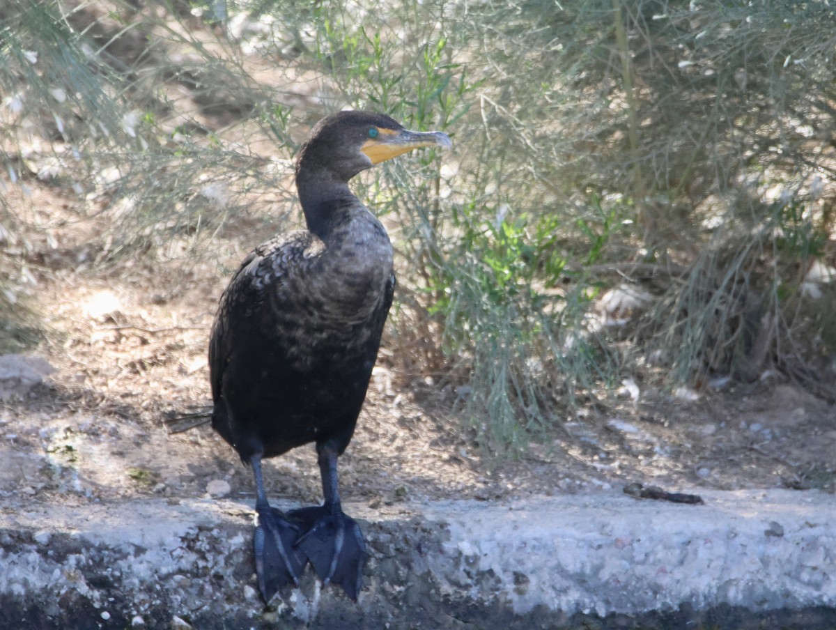 Double-crested Cormorant - ML646365418