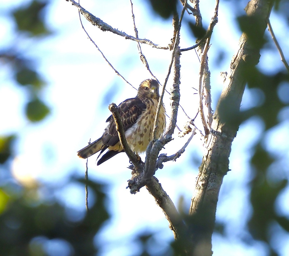 Broad-winged Hawk - ML646365419
