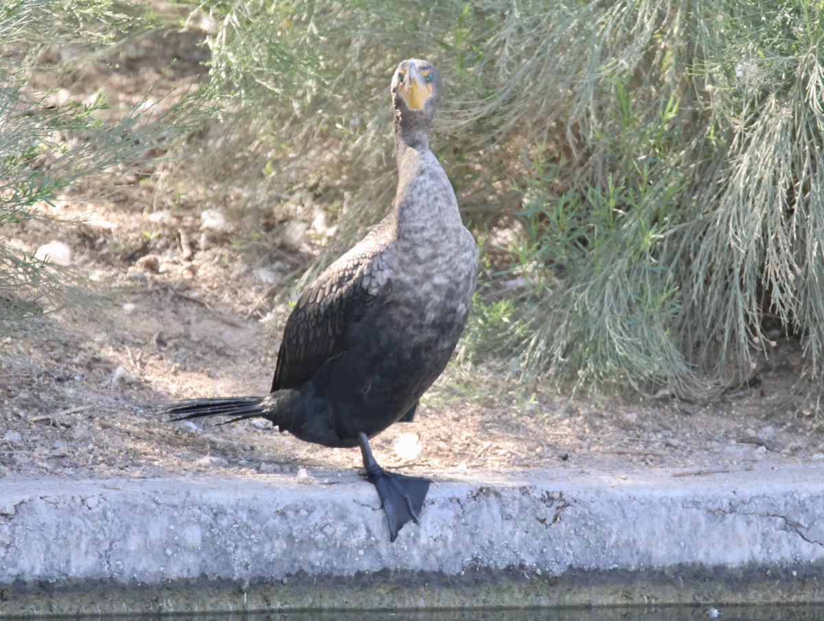 Double-crested Cormorant - ML646365421