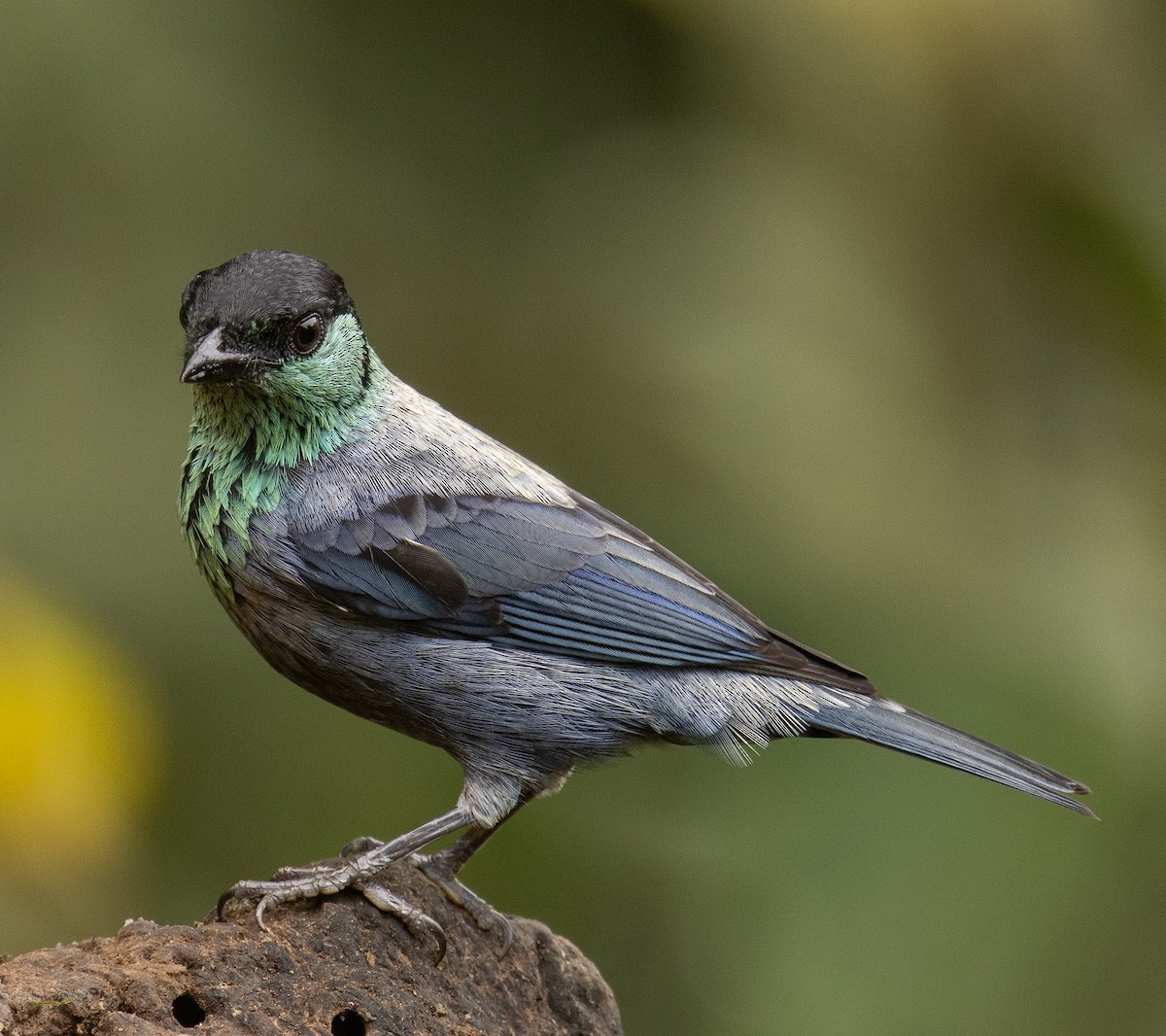 Black-capped Tanager - ML646365422