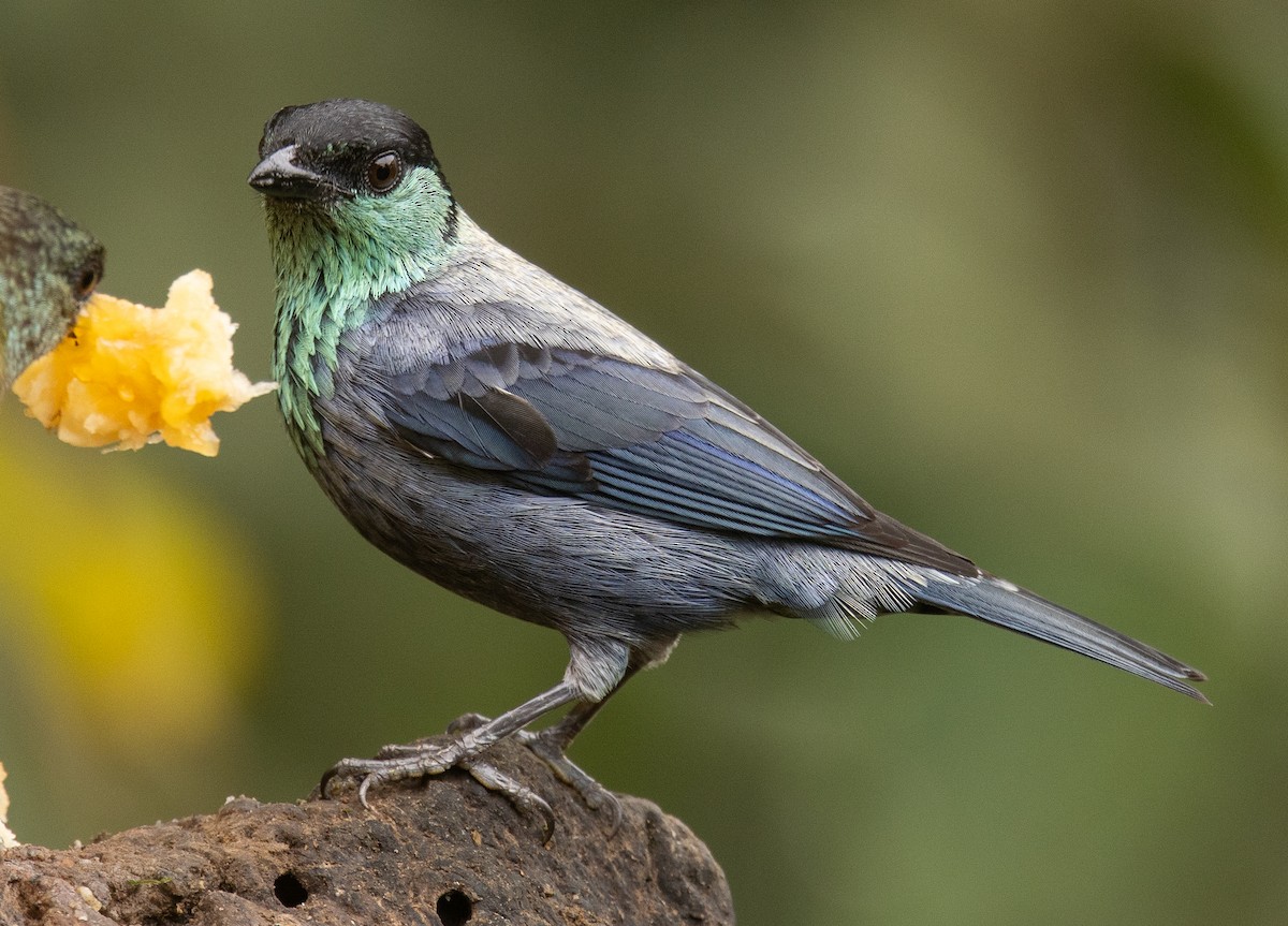 Black-capped Tanager - ML646365423