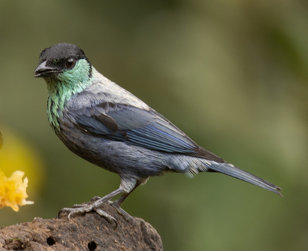 Black-capped Tanager - ML646365424