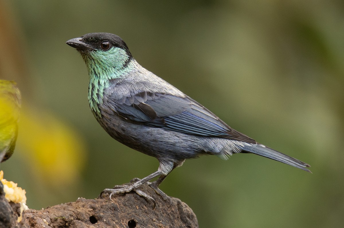Black-capped Tanager - ML646365425