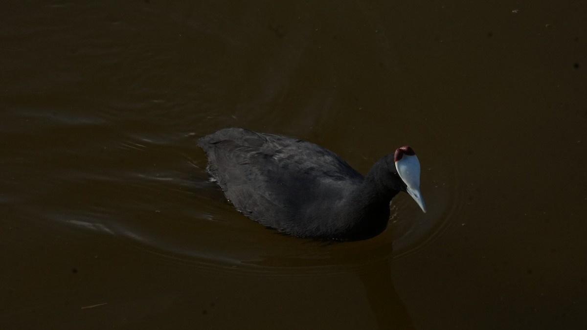 knoppsothøne - ML646365427