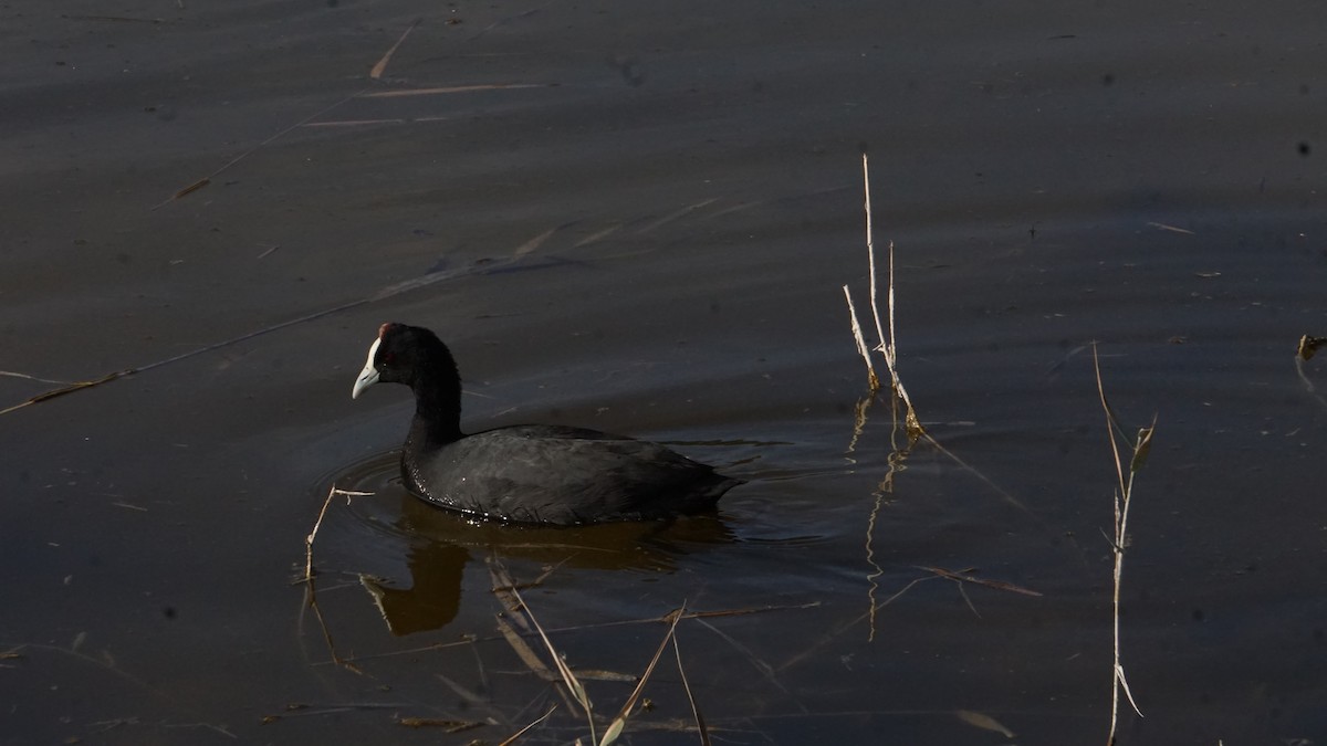 Red-knobbed Coot - ML646365428