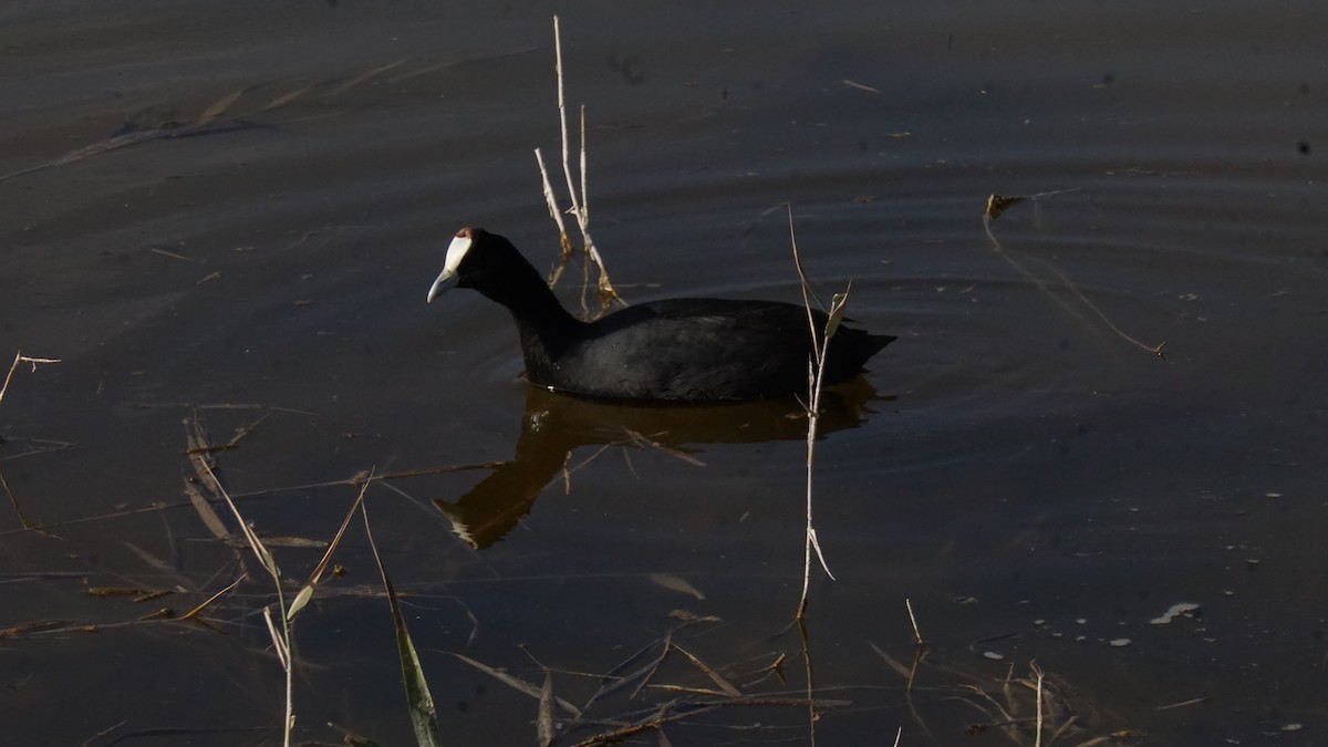 knoppsothøne - ML646365429