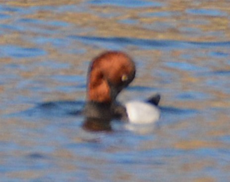 帆背潛鴨 - ML646365430