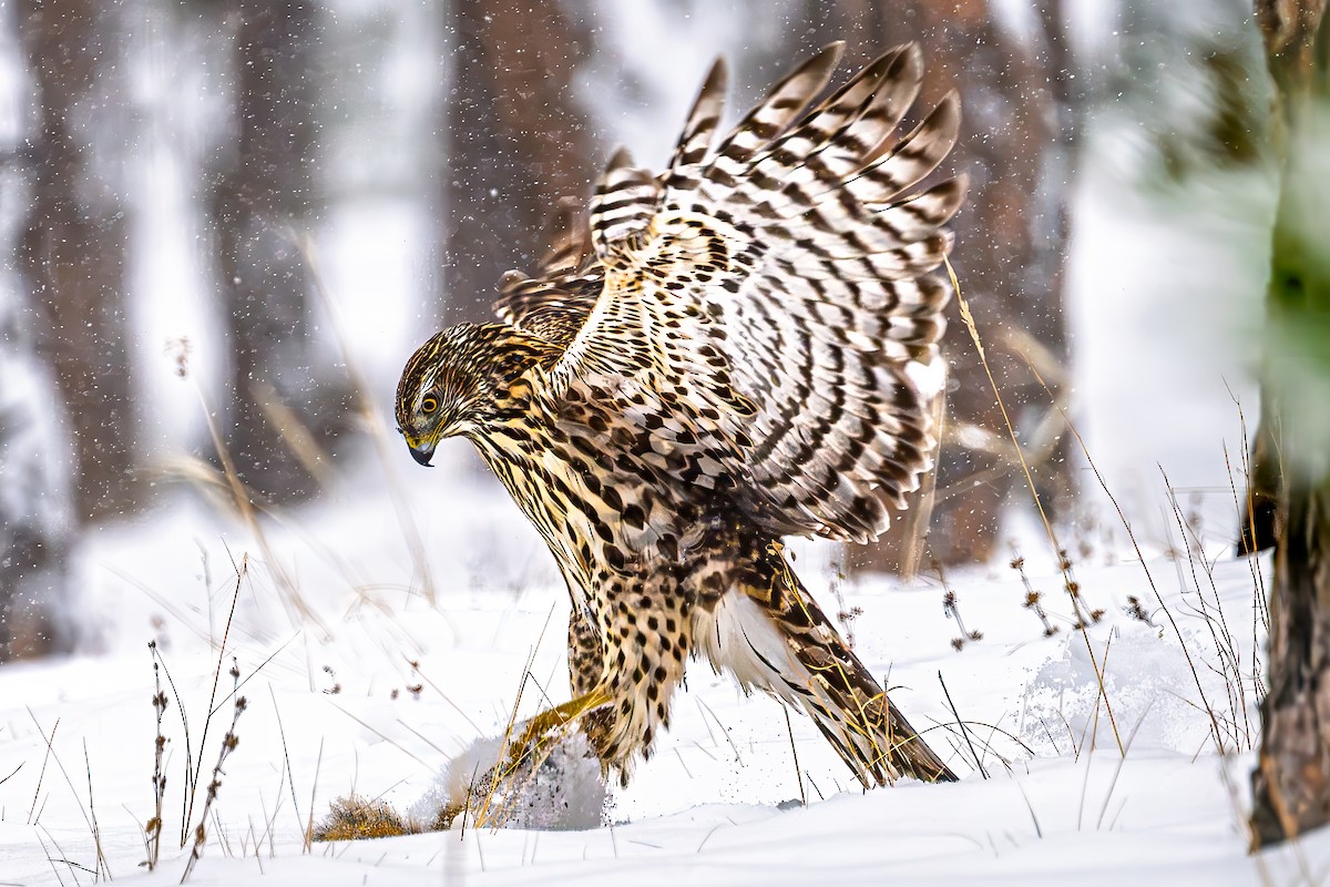 American Goshawk - ML646365431