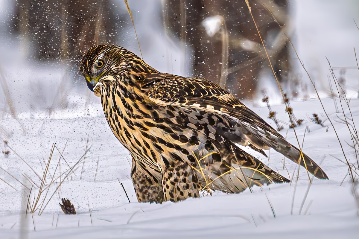 American Goshawk - ML646365432