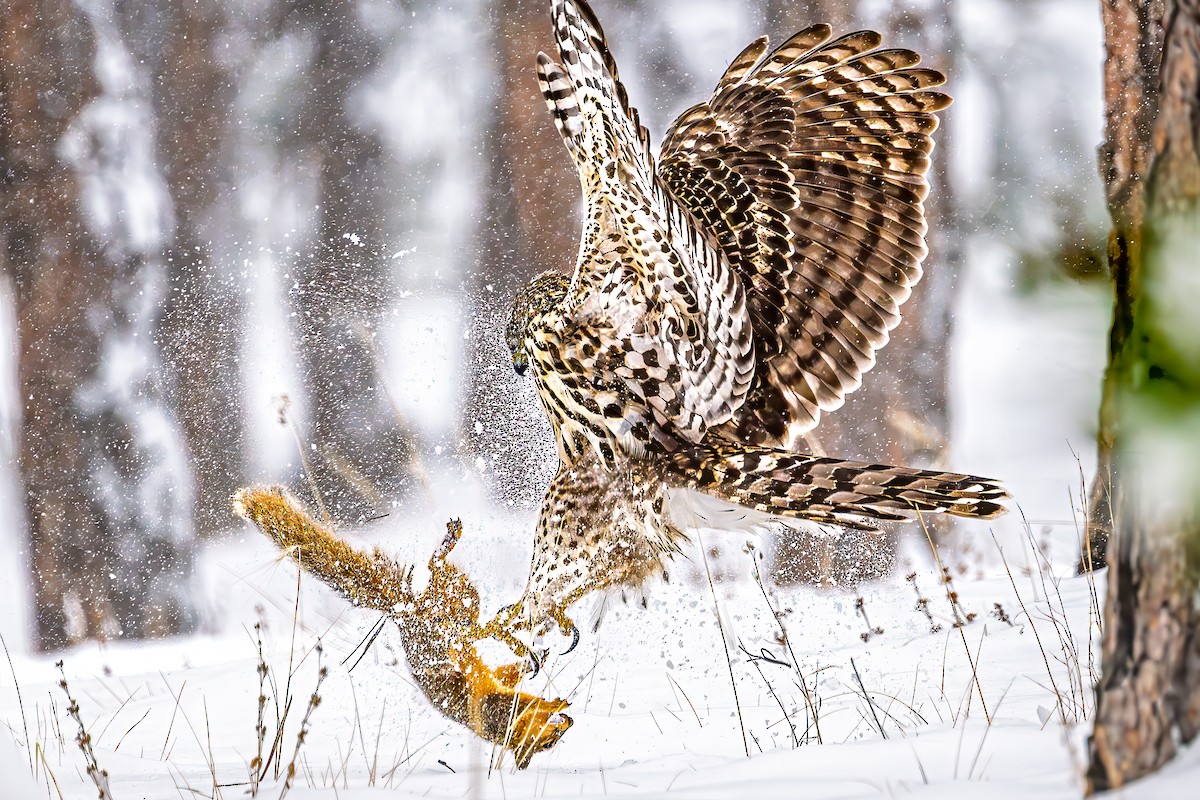 American Goshawk - ML646365433